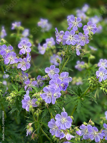 Geranium renardii cultivar Phillipe Vapelle is an easy care perennial geranium with a showy blue flower, and is. a good choice for mass planting. photo