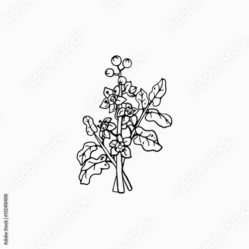 Boswellia flowers and leaves. Perfumery  cosmetics and medical plant. Hand drawn illustration