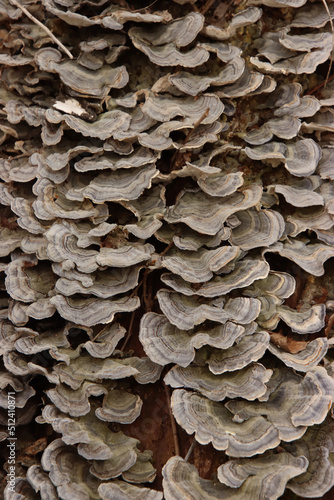 Close up Fungus