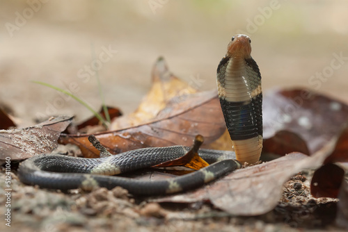 Naja Sumatrana aka Cobra Snake photo