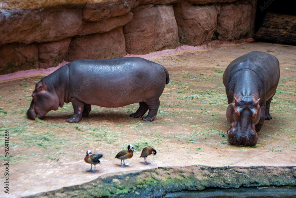 A group of common Hippopotamus amphibius or hippo in the South Luangwa. High quality photo A group of common Hippopotamus amphibius or hippo in the South Luangwa. High quality photo
