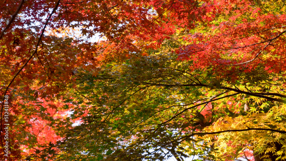 秋の紅葉