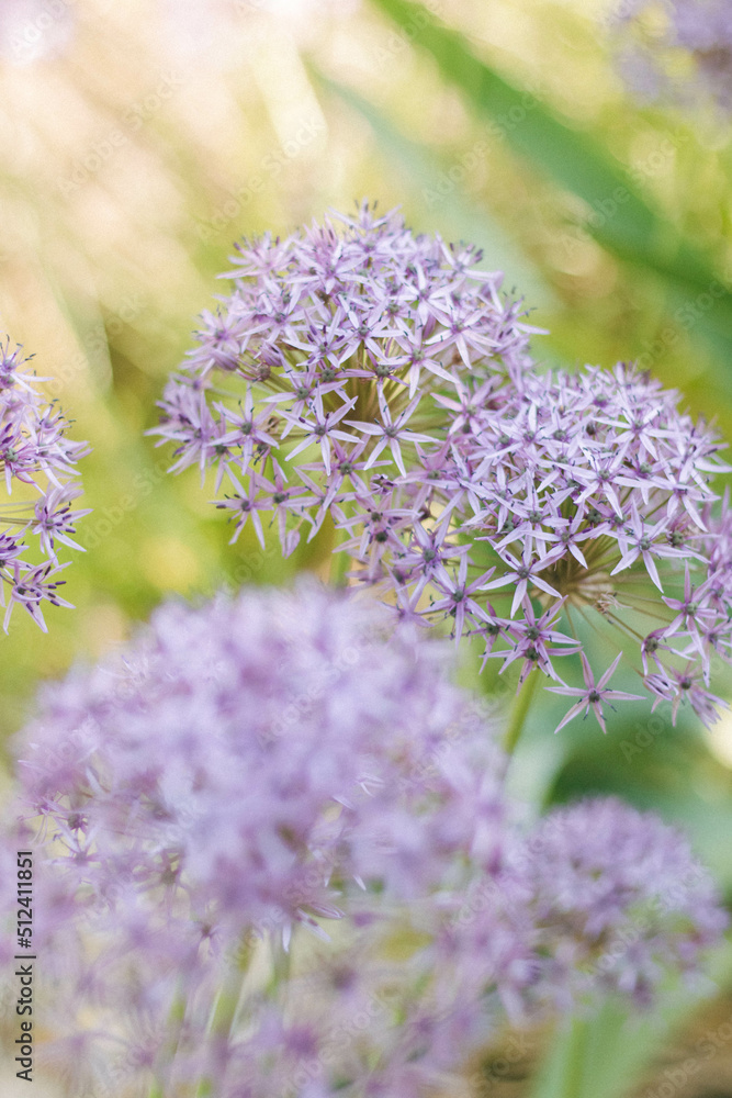 Obraz premium Flowers