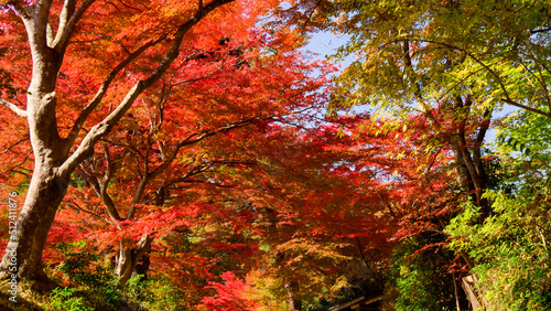 秋の紅葉