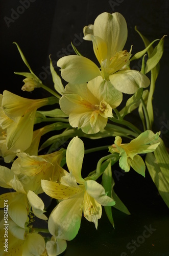 summer  screensaver  colorful flowers on the background