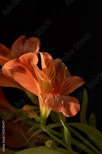 summer  screensaver  colorful flowers on the background