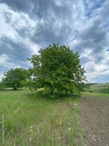 tree in the field