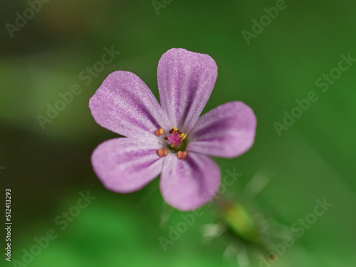 Geranium robertianum