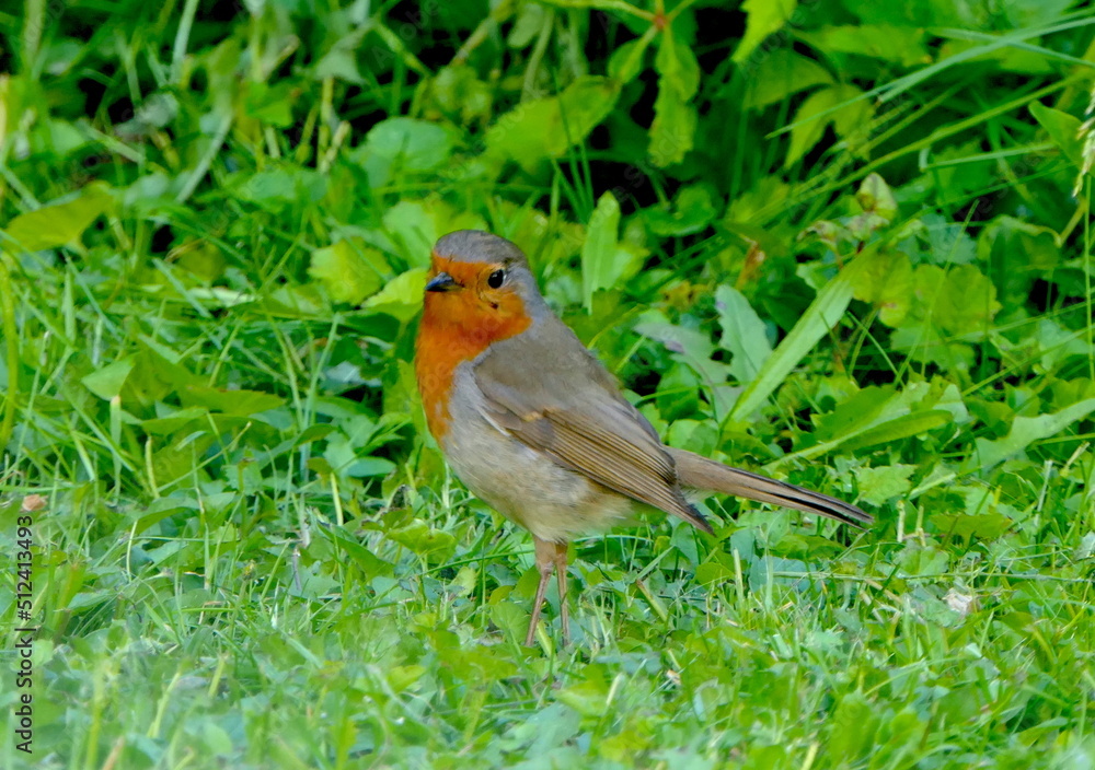 Rotkehlchen im Garten Rotkehlchen im Garten