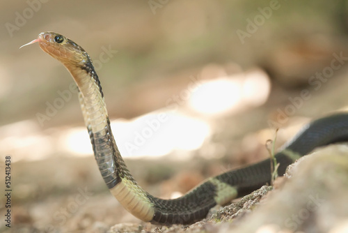 Naja Sumatrana aka Cobra Snake photo