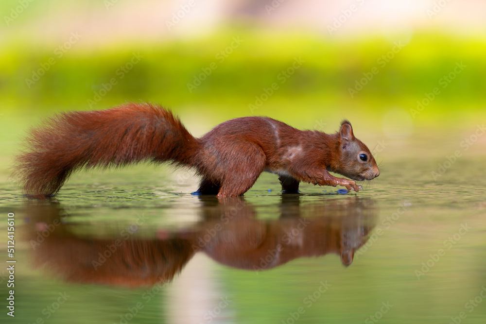 Eurasian red squirrel (Sciurus vulgaris) searching for food in the forest in the Netherlands. Eurasian red squirrel (Sciurus vulgaris) searching for food in the forest in the Netherlands.