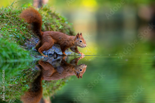 Eurasian red squirrel (Sciurus vulgaris) searching for food in the forest in the Netherlands. © henk bogaard