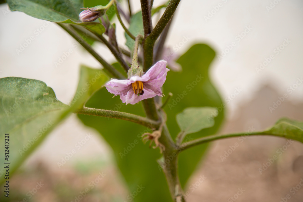 Flowering aubergine plant, small purple flowers, aubergine flowers in home garden Flowering aubergine plant, small purple flowers, aubergine flowers in home garden