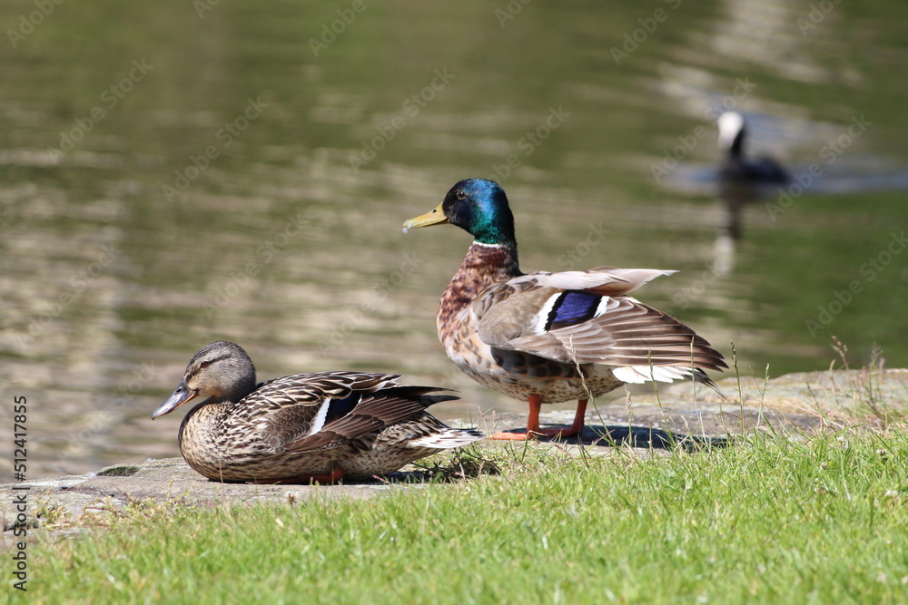 A mallard and a female duck by the Leeds and Liverpool canal. This photo has been taken on a warm and sunny summers day. A mallard and a female duck by the Leeds and Liverpool canal. This photo has been taken on a warm and sunny summers day.