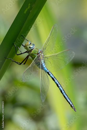 Emperor dragonfly sitting on a reed at the edge of a pond