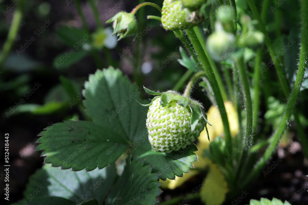 unripe strawberries in the garden under sunlight unripe strawberries in the garden under sunlight