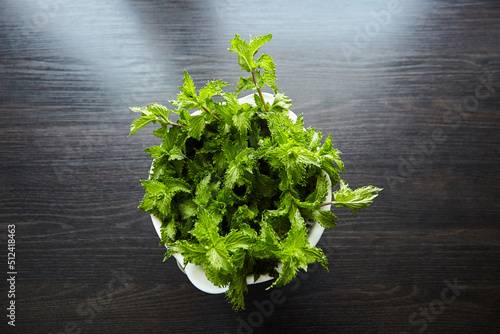 Fresh mint leaves in white bowl on wooden table. Green speamint photo