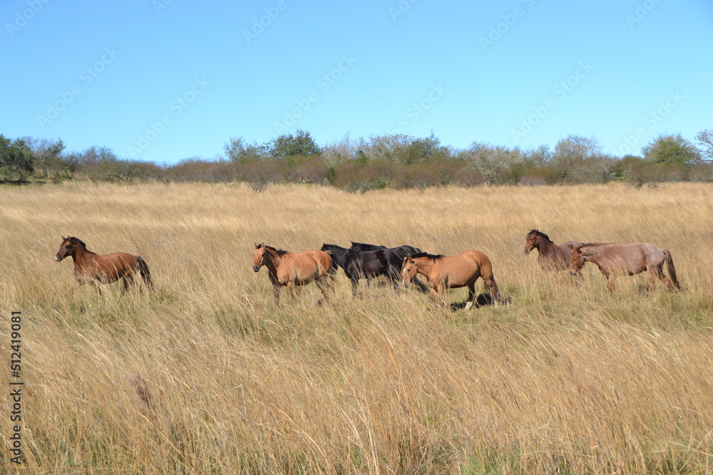 herd of horses