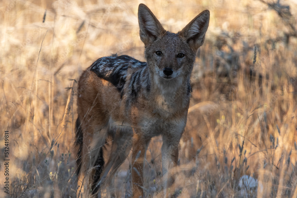 A black backed Jackal in this side on landscape portrait of this unique mammal.Taken in Etosha National Park Namibia A black backed Jackal in this side on landscape portrait of this unique mammal.Taken in Etosha National Park Namibia