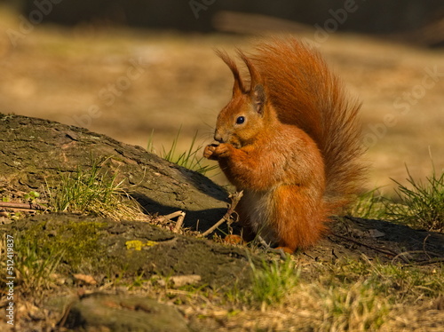 Squirrel in the park. Red squirrel. Eurasian red squirrel  Sciurus vulgaris 
