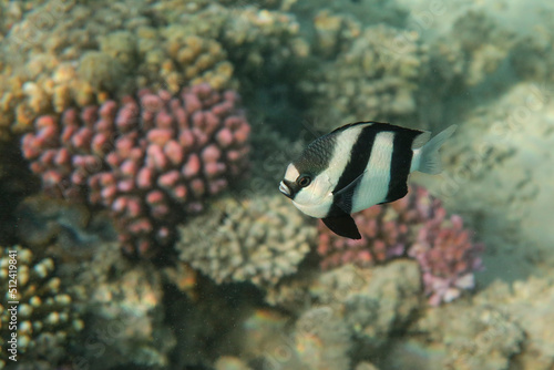 Dascyllus aruanus - Whitetail damselfish, Red Sea, Egypt photo