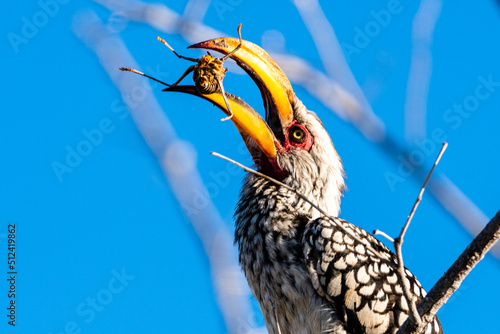 Southern yellow billed hornbill killing and eating beetle Etosha Nationalpark Namibia photo