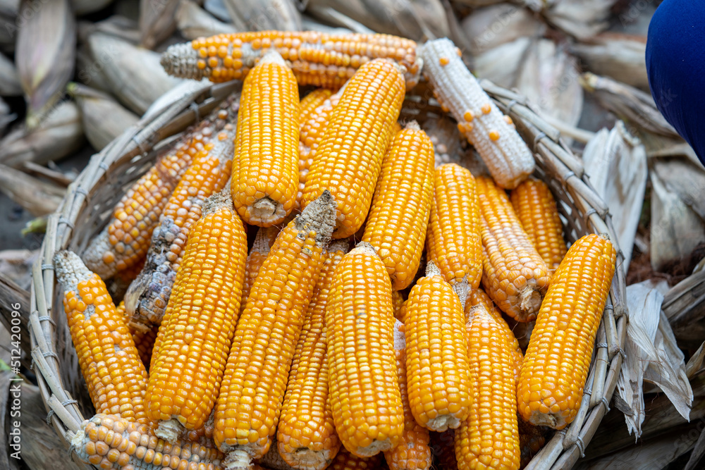 Photograph of freshly picked sweet corn on the cob with husk on and one husk removed, getting ready for cooking. Photograph of freshly picked sweet corn on the cob with husk on and one husk removed, getting ready for cooking.