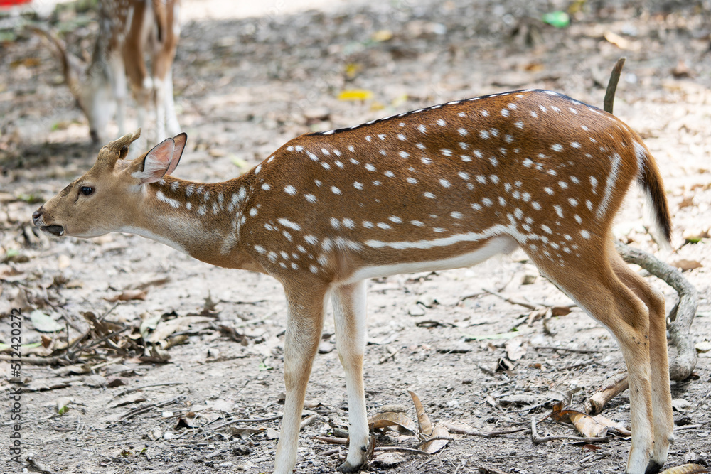 Deer Roaming Around in a Nature Reserve Park Deer Roaming Around in a Nature Reserve Park