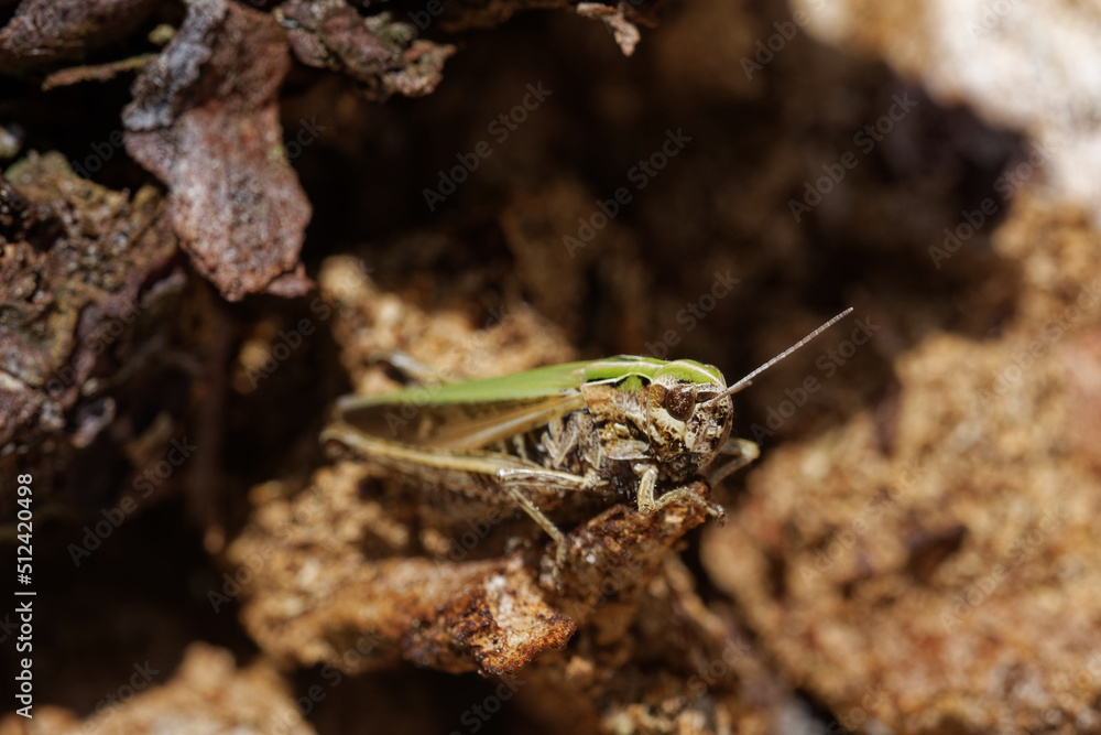 A lesser marsh grasshopper on an old rotting stump. A lesser marsh grasshopper on an old rotting stump.