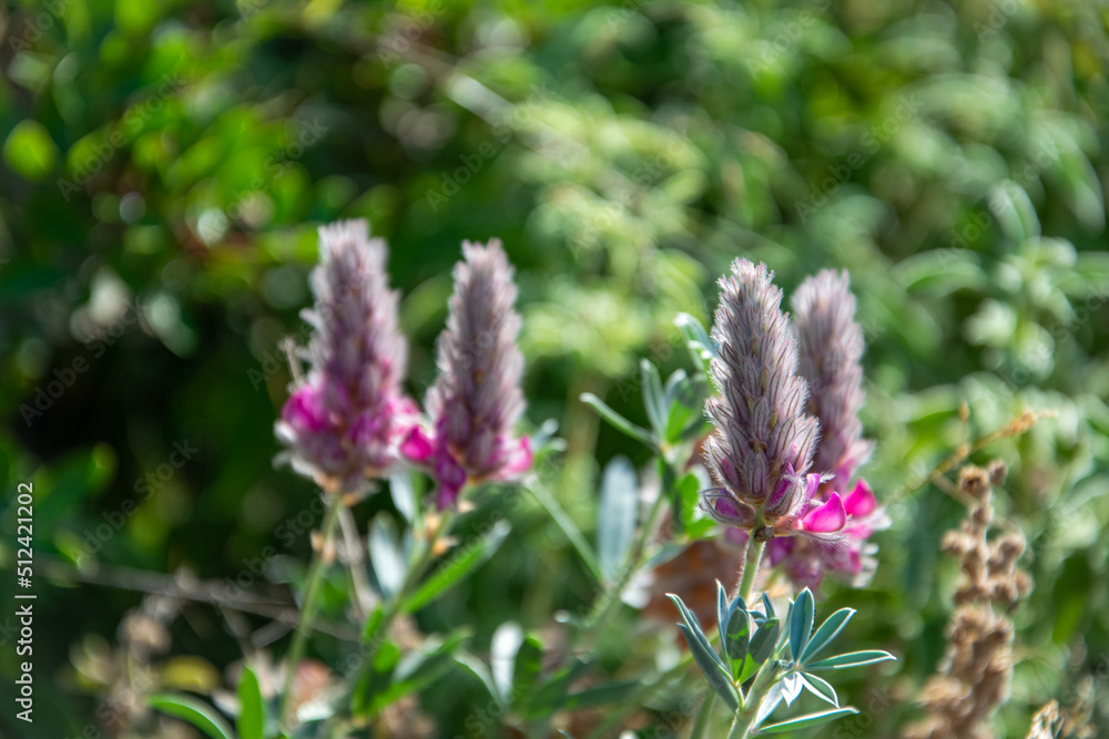 Pink lupine wild flowers in Greece Pink lupine wild flowers in Greece