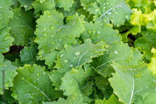 Kale growing in an organic garden with water droplets on leaves close-up.
