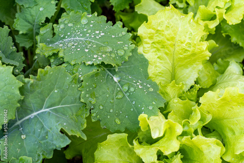 Kale and Leaf Lettuce with Water Droplets Growing in an Organic Garden