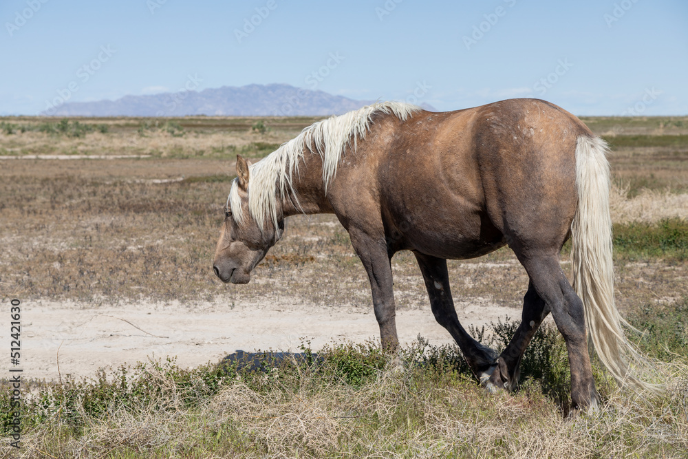 Wild Horse in Springtime in the Utah Desert Wild Horse in Springtime in the Utah Desert