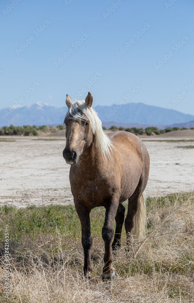 Wild Horse in Springtime in the Utah Desert Wild Horse in Springtime in the Utah Desert