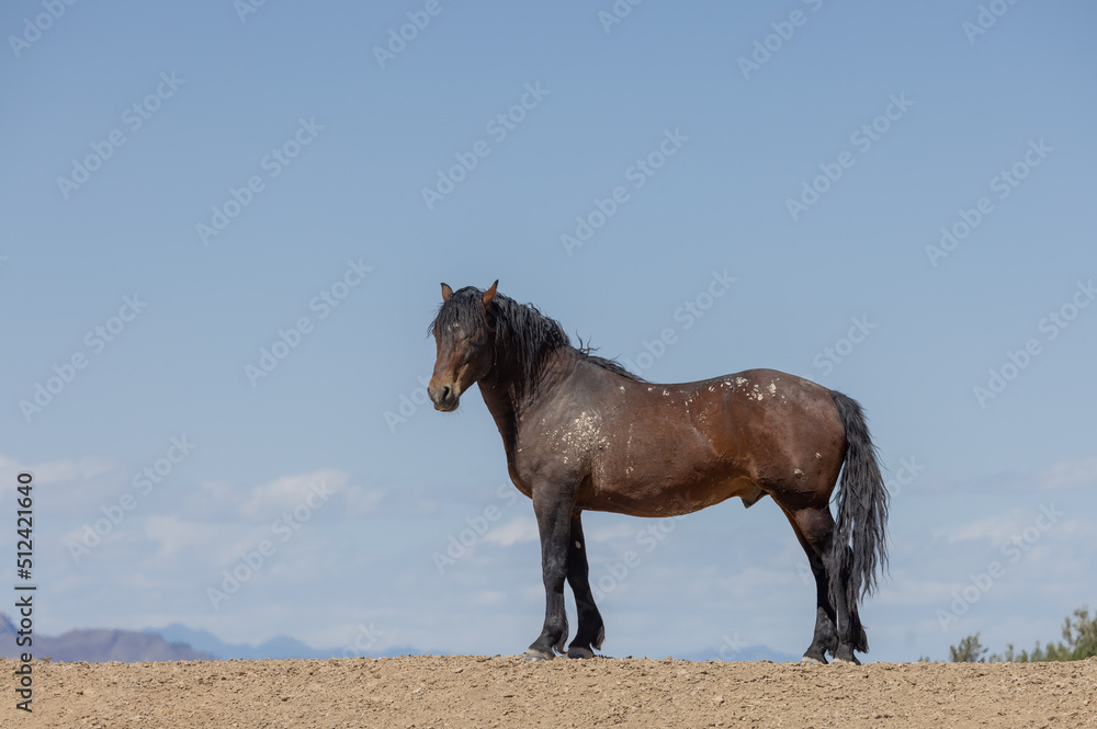 Wild Horse in Springtime in the Utah Desert Wild Horse in Springtime in the Utah Desert