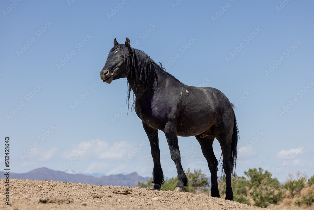 Wild Horse in Springtime in the Utah Desert Wild Horse in Springtime in the Utah Desert
