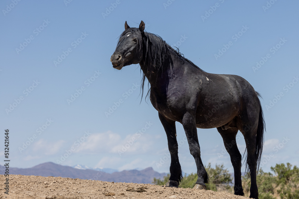 Wild Horse in Springtime in the Utah Desert Wild Horse in Springtime in the Utah Desert