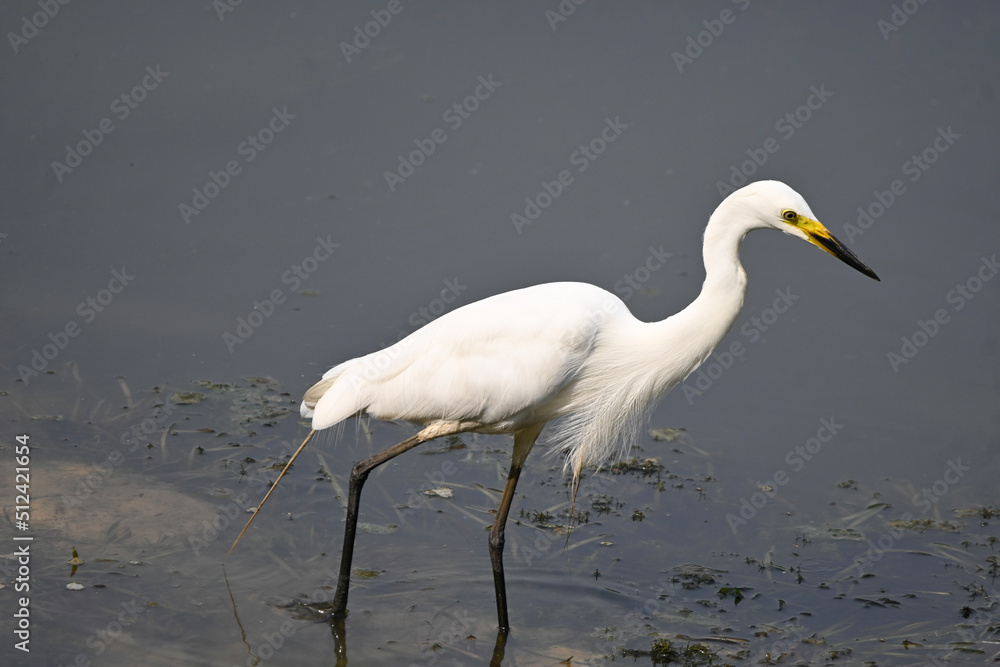 Fototapeta premium great blue heron