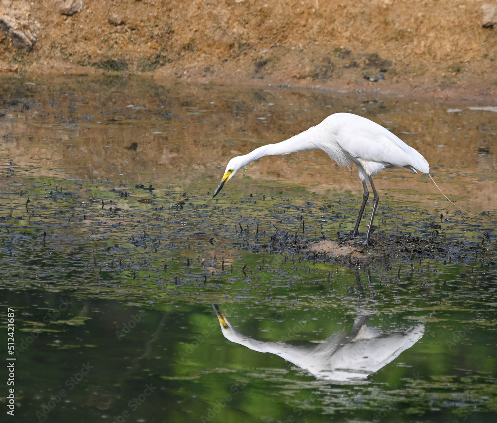 Fototapeta premium great blue heron