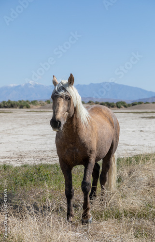 Wild Horse in Springtime in the Utah Desert