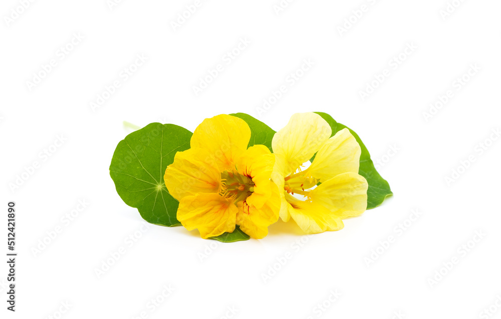 Orange and yellow nasturtium. Orange and yellow nasturtium.