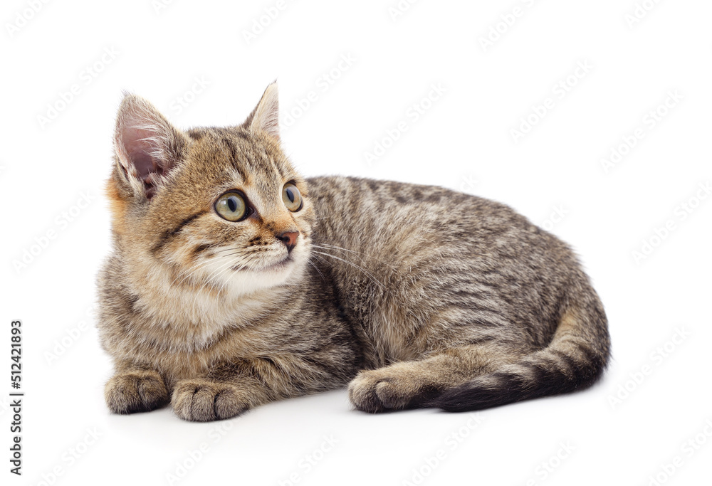 Obraz premium Brown little kitten sitting.