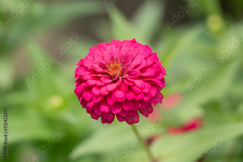 Pink zinnia flower blooming with bee in garden, (Zinnia violacea Cav.)