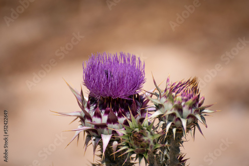 Close up of blooming purple thistle