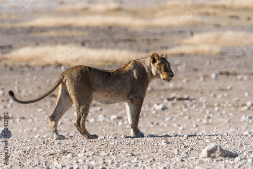 Lioness in Etosha National Park Namibia