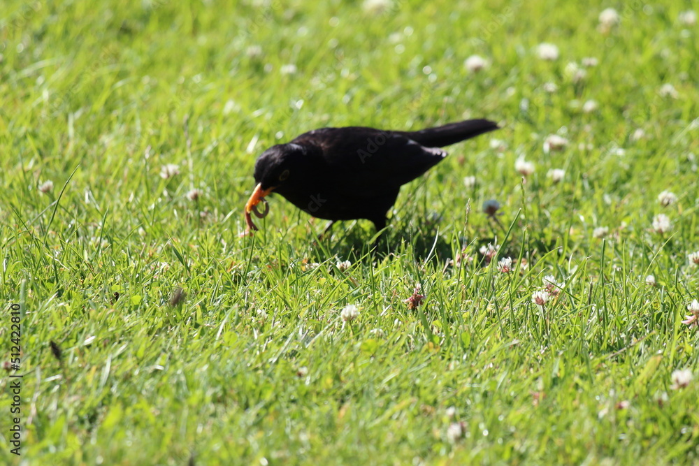 A blackbird foraging some prey near a canal on a warm and sunny day. The bird has found a worm that it is eating. A blackbird foraging some prey near a canal on a warm and sunny day. The bird has found a worm that it is eating.