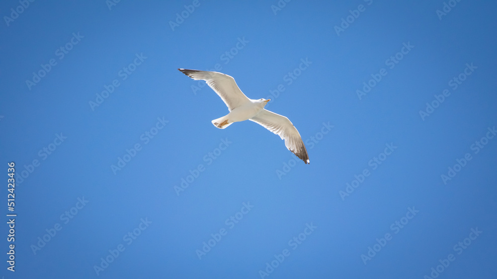 Obraz premium Seagull in the sky