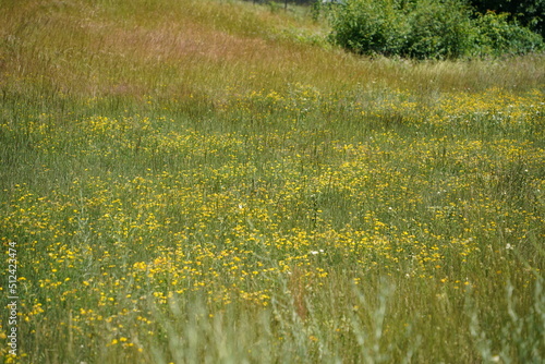 Yellow flowers in a meadow