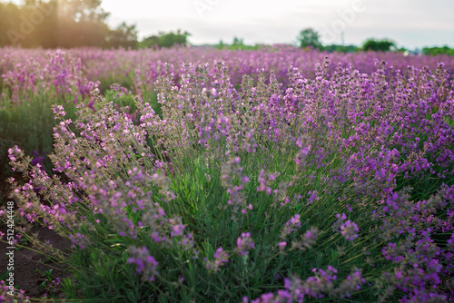 A bush of lavender at lavender field. Purple flowers on the beautiful sunset. Calm landscape, escape to beauty of nature, summer travel and vacation