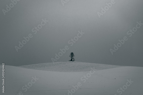 Tree on a hill in winter, black and white.